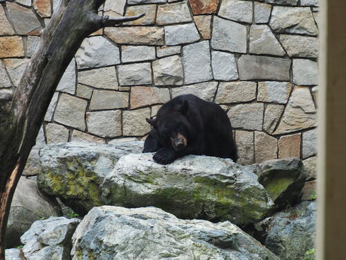 Black Bear #3