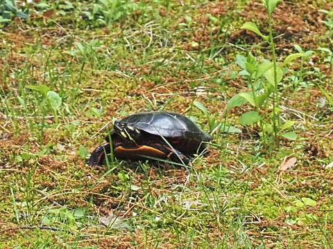 Turtle #4