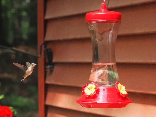 Hummingbird #7