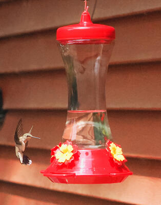 Hummingbird #11