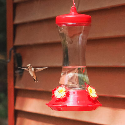 Hummingbird #15