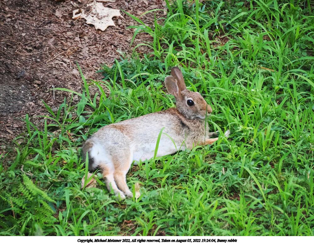 Bunny rabbit #2