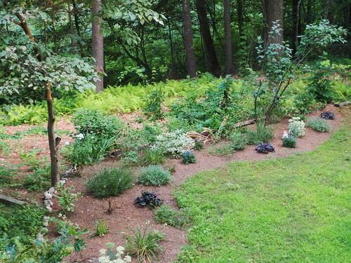 Liz's garden