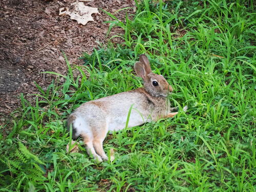 Bunny rabbit #2