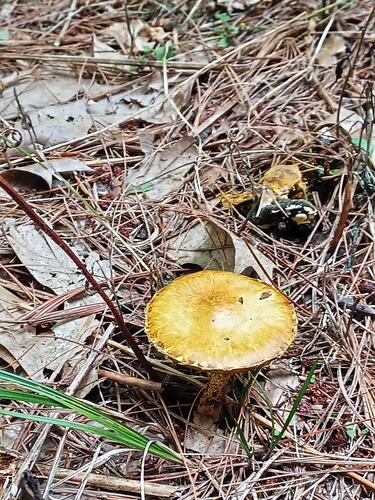 Chicken fat mushroom
