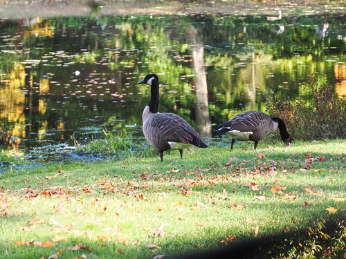Geese in the cemetary #2