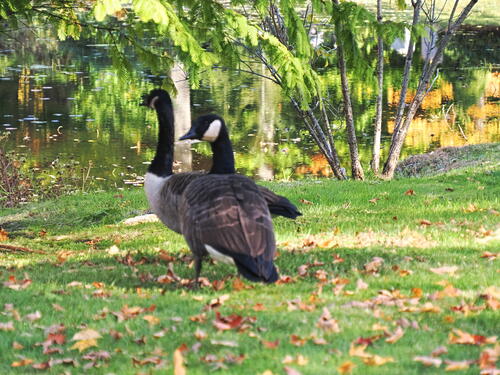 Geese in the cemetary #3