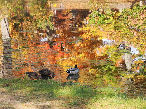 Ducks in the cemetary