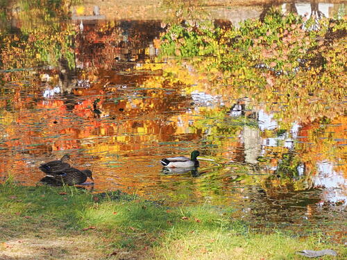 Ducks in the cemetary #2