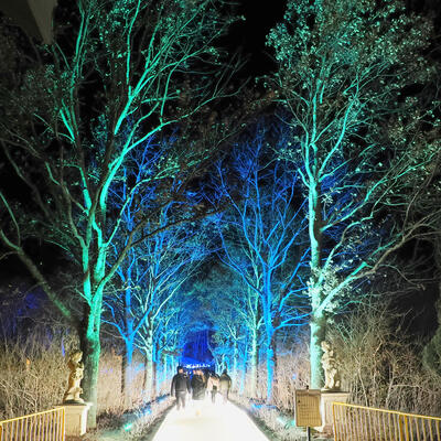 Tower Hill Botanic Garden Night Lights #9