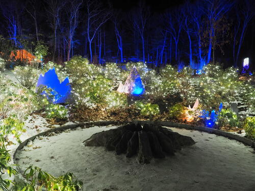 Tower Hill Botanic Garden Night Lights #20