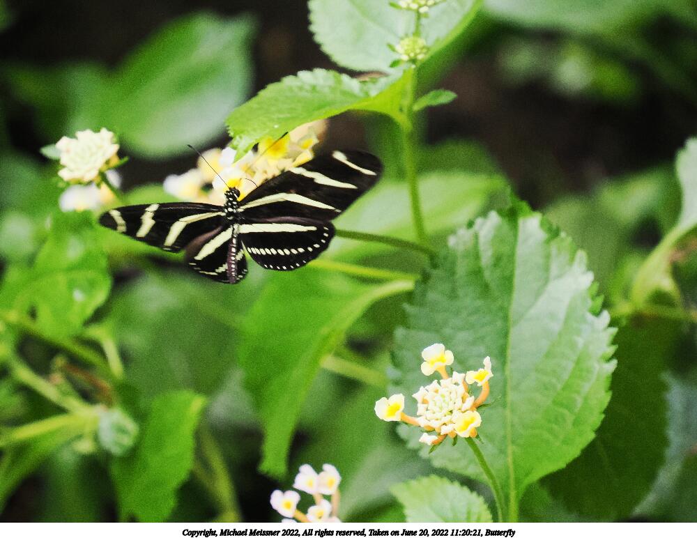 Butterfly #28