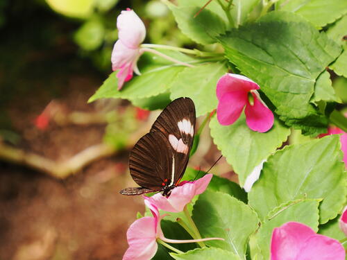 Butterfly #7