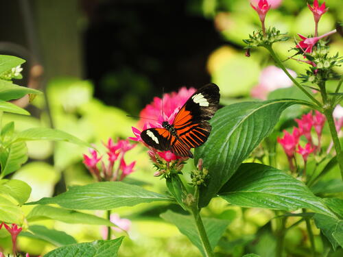 Butterfly #13