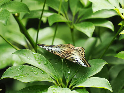 Butterfly #14