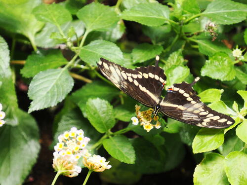 Butterfly #23