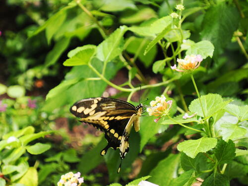 Butterfly #24