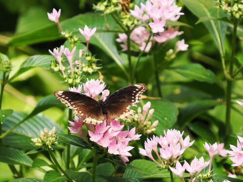 Butterfly #25
