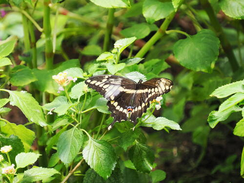 Butterfly #26