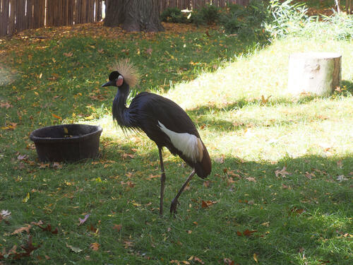 West-African black crowned crane #3