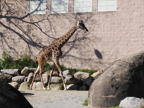 Masai Giraffe #2