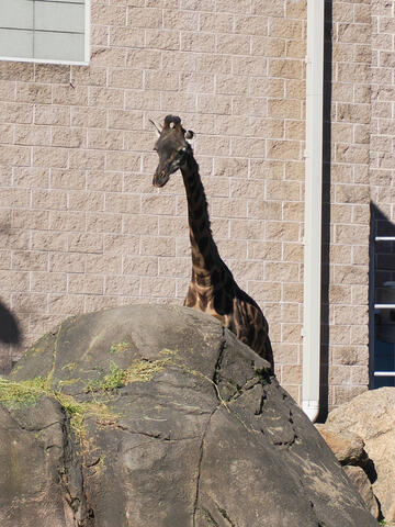 Masai Giraffe #3