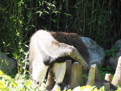 Giant Anteater #4