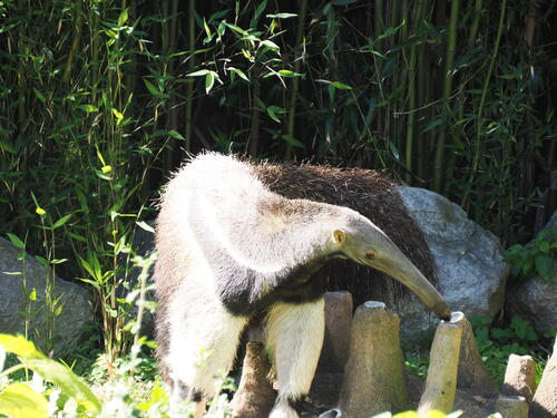 Giant Anteater #5