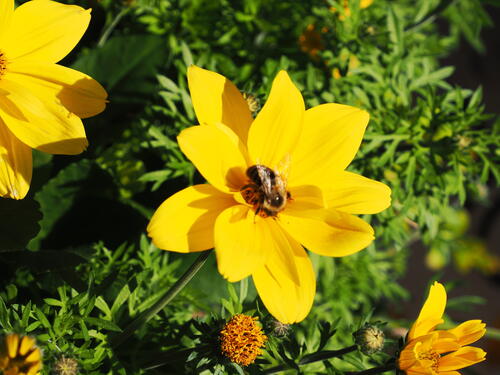 Bee in flower #2