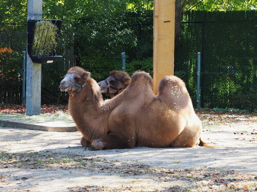 Camel #2