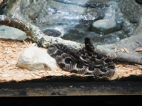 Timber Rattlesnake #2