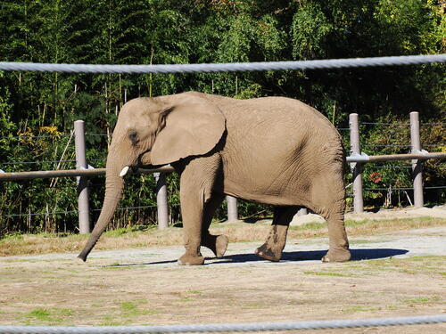 African Elephant #4