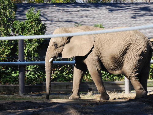 African Elephant #5