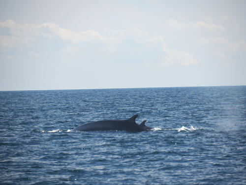 Mother and calf finback whale