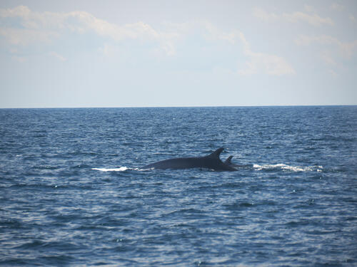 Mother and calf finback whale #2