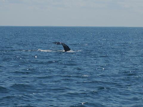 Humpback whale descending