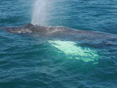 Humpback whale using a blowhole #2