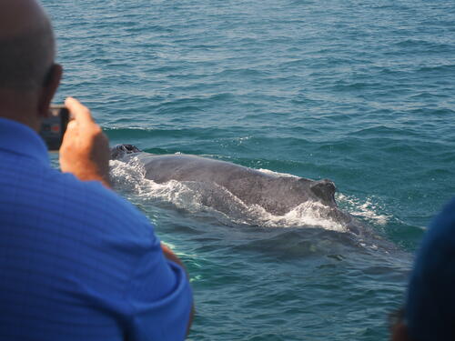 Capturing a whale picture