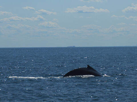Humpback whale tail #2