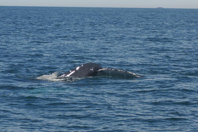 Humpback whale tail #5