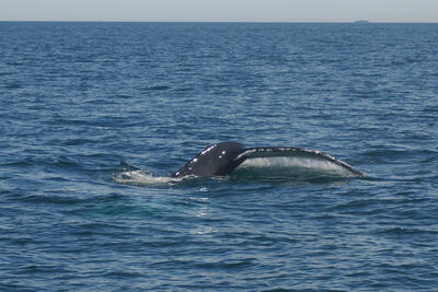 Humpback whale tail #6