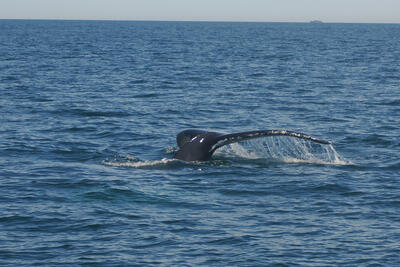 Humpback whale tail #7