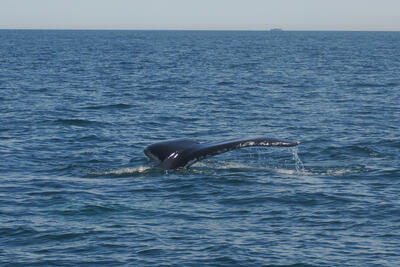 Humpback whale tail #8