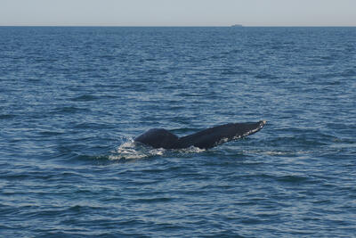 Humpback whale tail #9