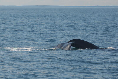 Humpback whale tail #10