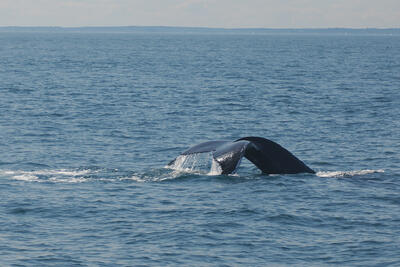 Humpback whale tail #11
