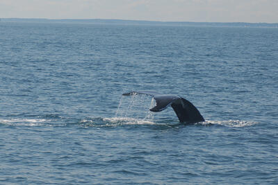 Humpback whale tail #12