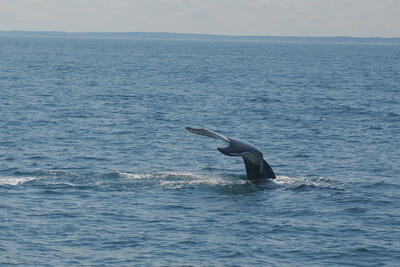 Humpback whale tail #13