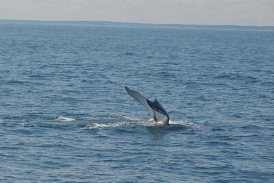 Humpback whale tail #14