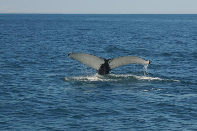 Humpback whale tail #16
